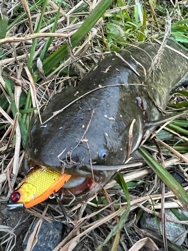 マナマズの釣果