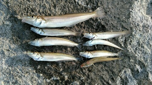 シロギスの釣果