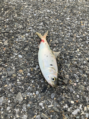 コノシロの釣果