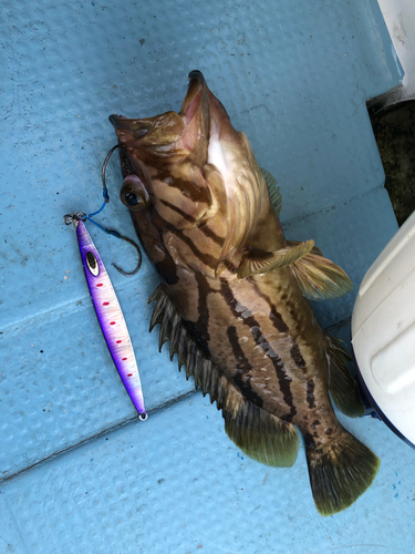 ホウキハタの釣果