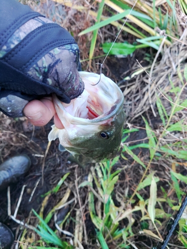 ラージマウスバスの釣果