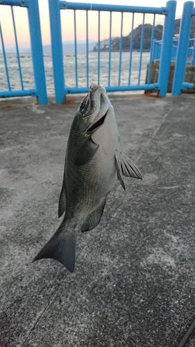 クチブトグレの釣果