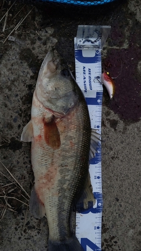 ブラックバスの釣果