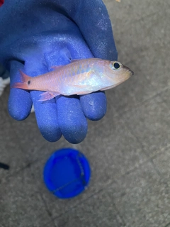 ネンブツダイの釣果