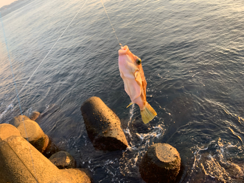 キタマクラの釣果