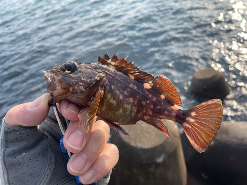 カサゴの釣果