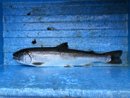 サクラマスの釣果