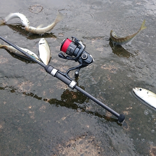 マアジの釣果