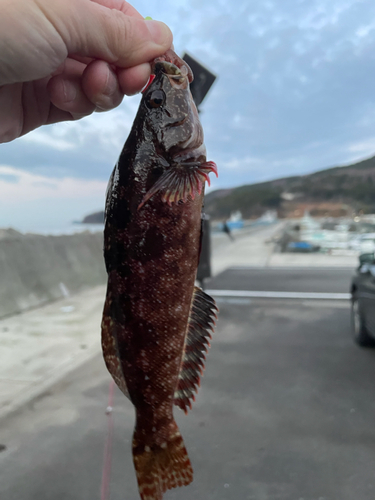 クジメの釣果