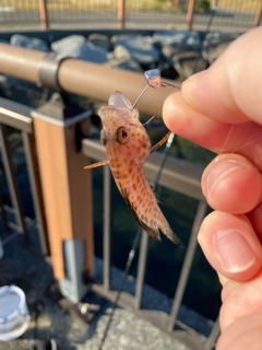 オオモンハタの釣果