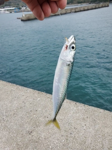 サバの釣果