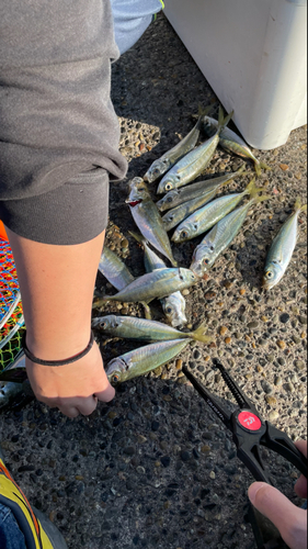 アジの釣果