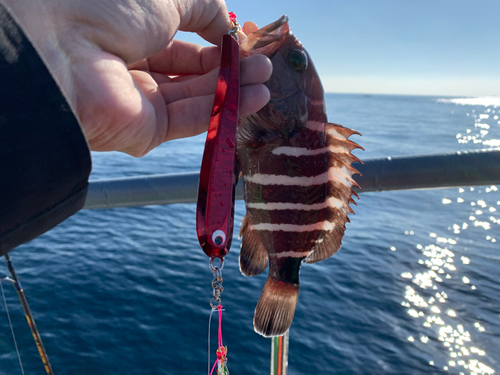 マハタの釣果