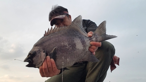 イシダイの釣果