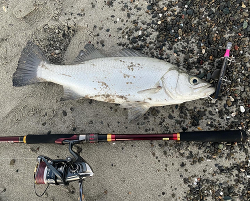 ヒラスズキの釣果