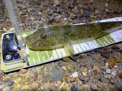 ハゼの釣果