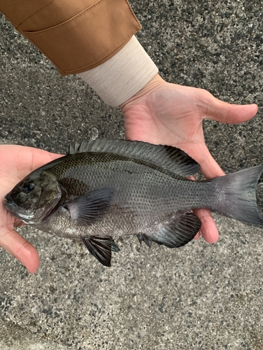 グレの釣果