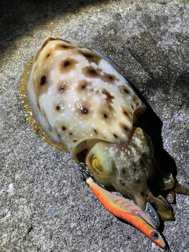 コブシメの釣果