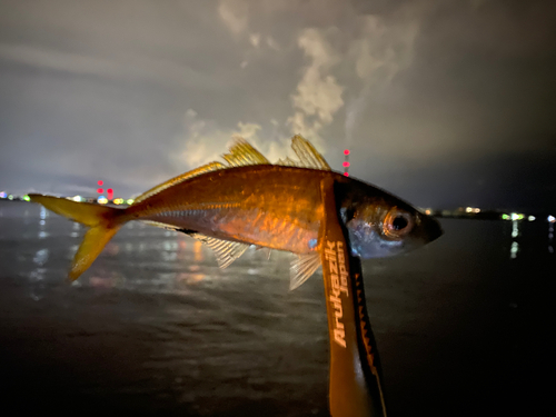 マアジの釣果