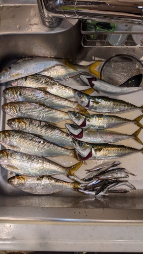 コノシロの釣果