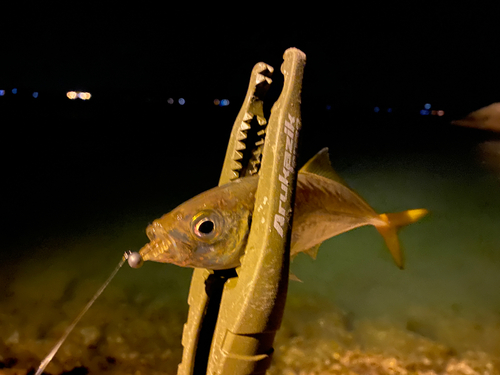 マアジの釣果