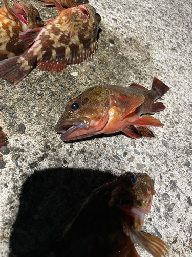 カサゴの釣果