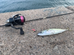 サバの釣果