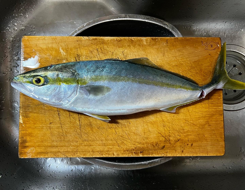 イナダの釣果