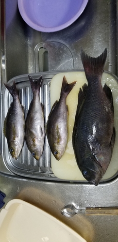 クチブトグレの釣果