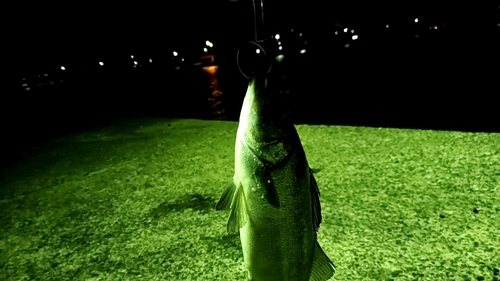 セイゴ（ヒラスズキ）の釣果