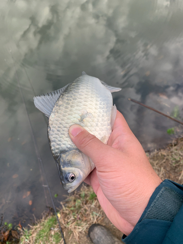 ヘラブナの釣果