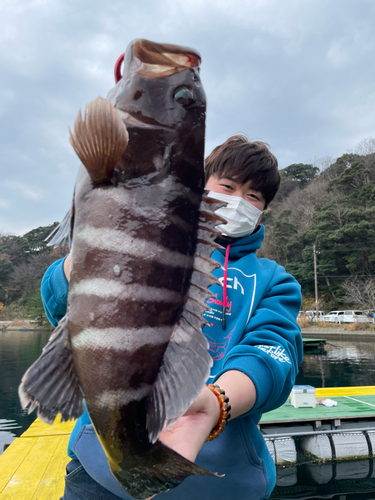 マハタの釣果