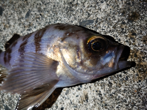 メバルの釣果