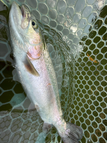 ニジマスの釣果