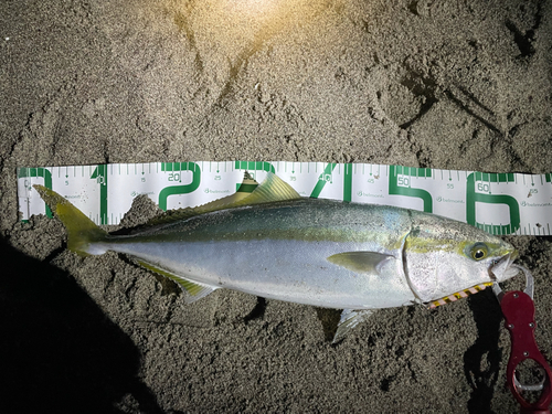 ワラサの釣果