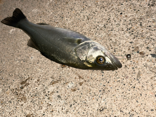 セイゴ（マルスズキ）の釣果