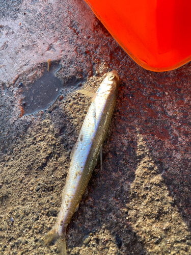 チカの釣果