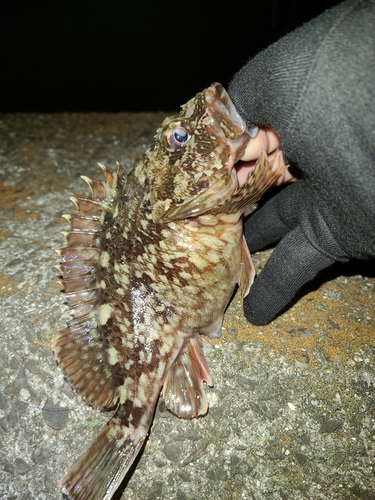 ガシラの釣果