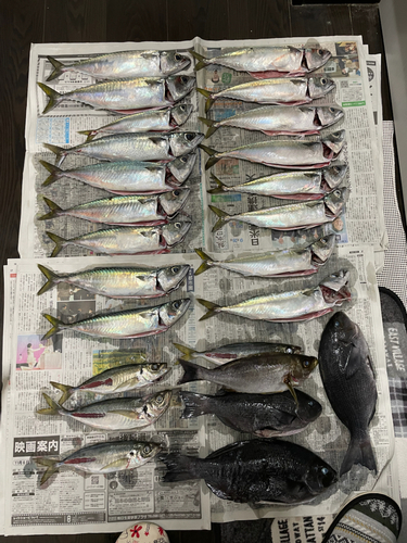 メジナの釣果