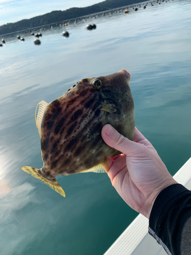 カワハギの釣果