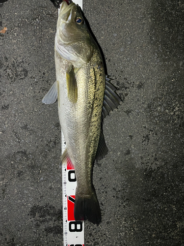 シーバスの釣果