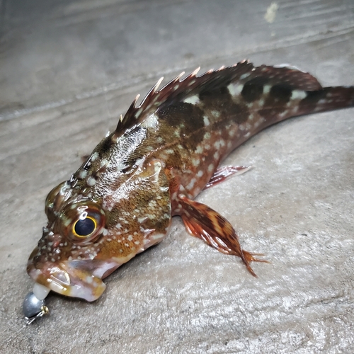 カサゴの釣果