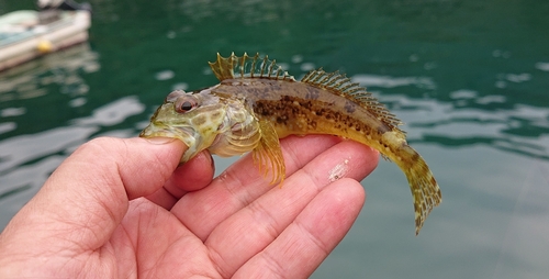 アナハゼの釣果