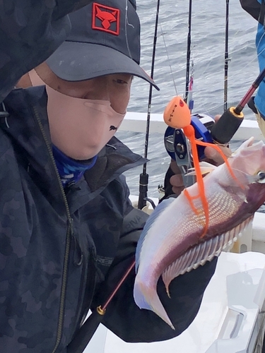 アマダイの釣果