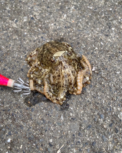 タコの釣果