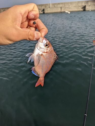 チャリコの釣果