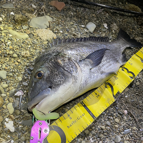 クロダイの釣果