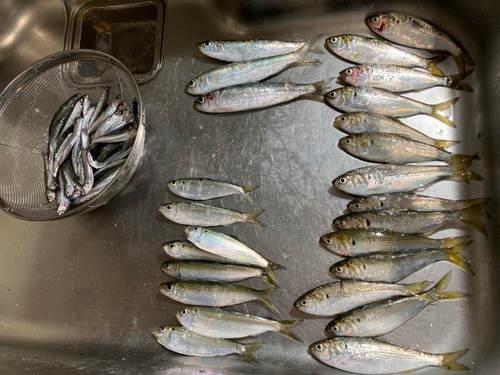 カタクチイワシの釣果