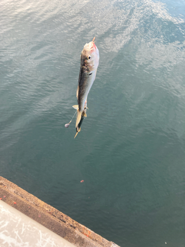 コノシロの釣果