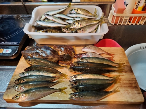 アジの釣果